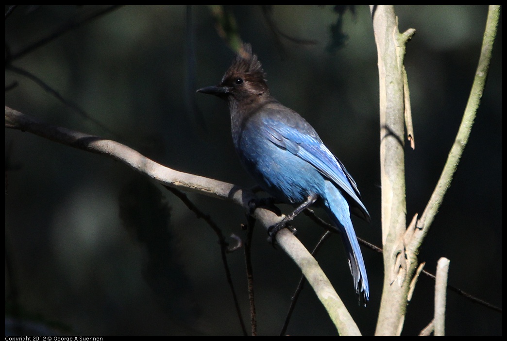 0204-135754-01.jpg - Stellar Jay