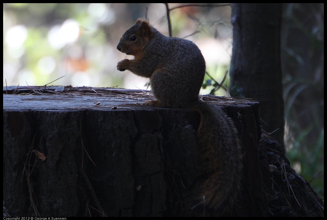 0204-140106-03.jpg - Squirrel