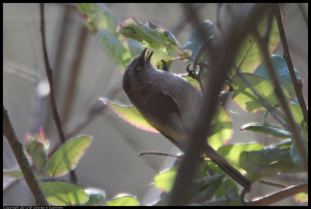 0204-140358-04.jpg - Wrentit