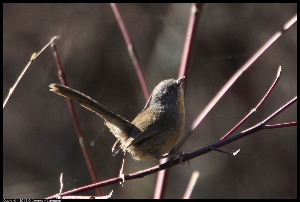 0204-140615-01.jpg - Wrentit