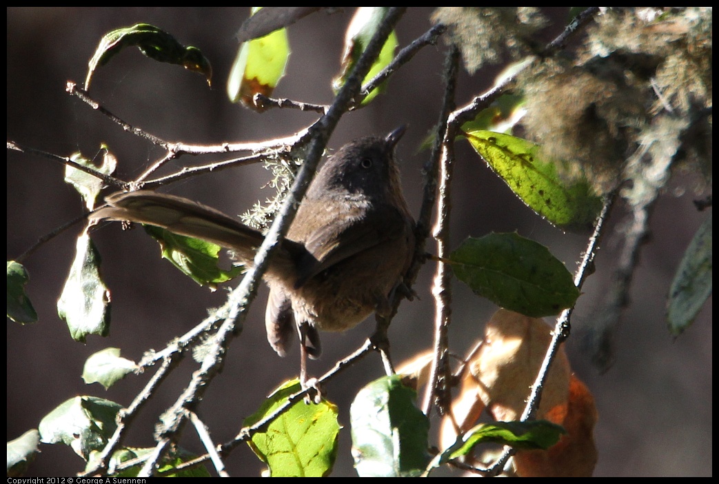 0204-140625-02.jpg - Wrentit