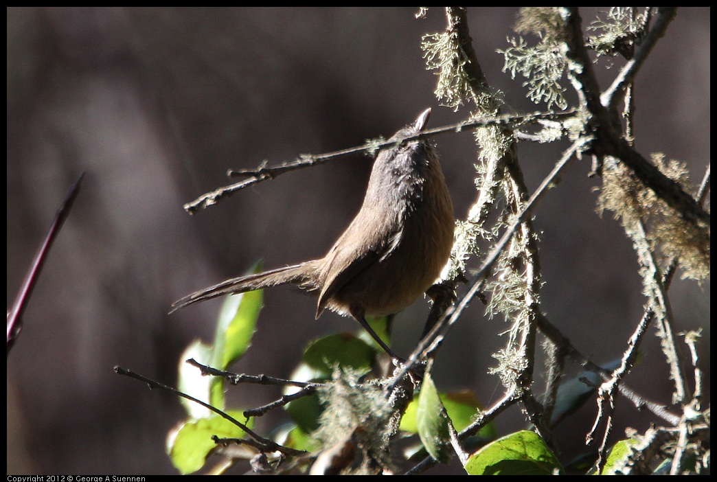 0204-140627-01.jpg - Wrentit