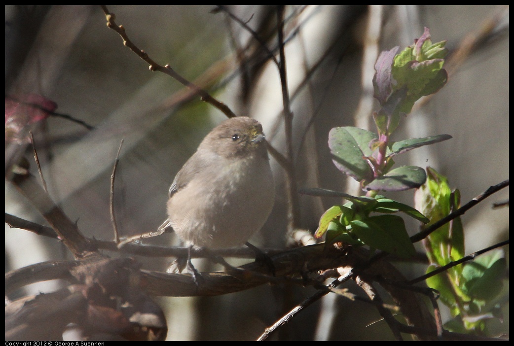 0204-140829-02.jpg - Bushtit