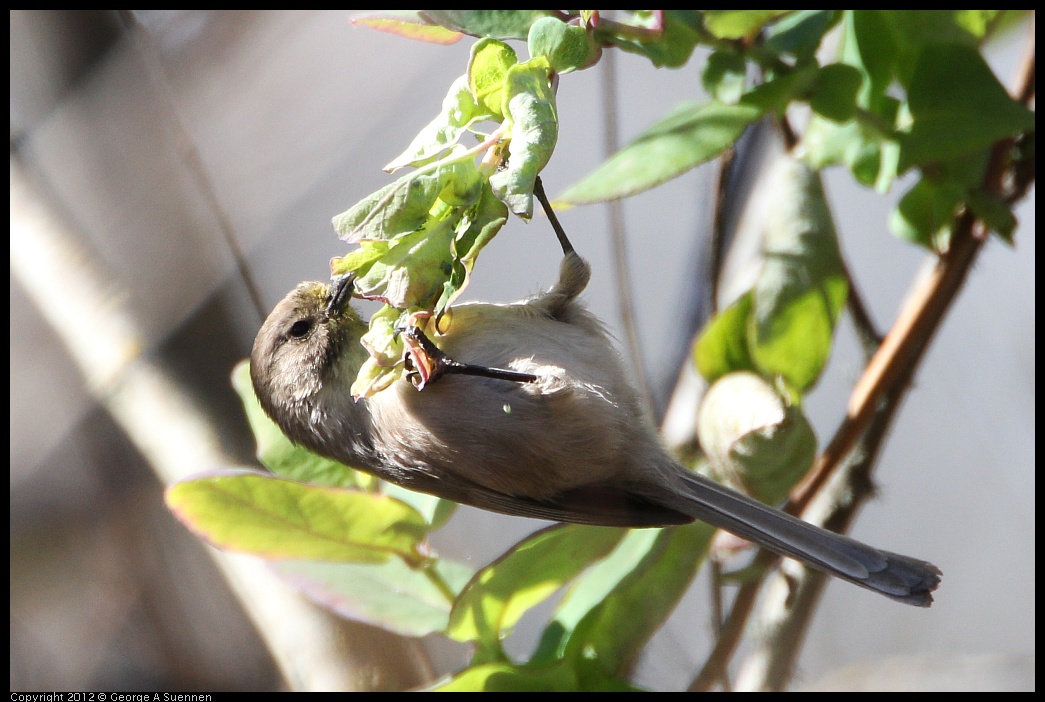 0204-140946-01.jpg - Bushtit