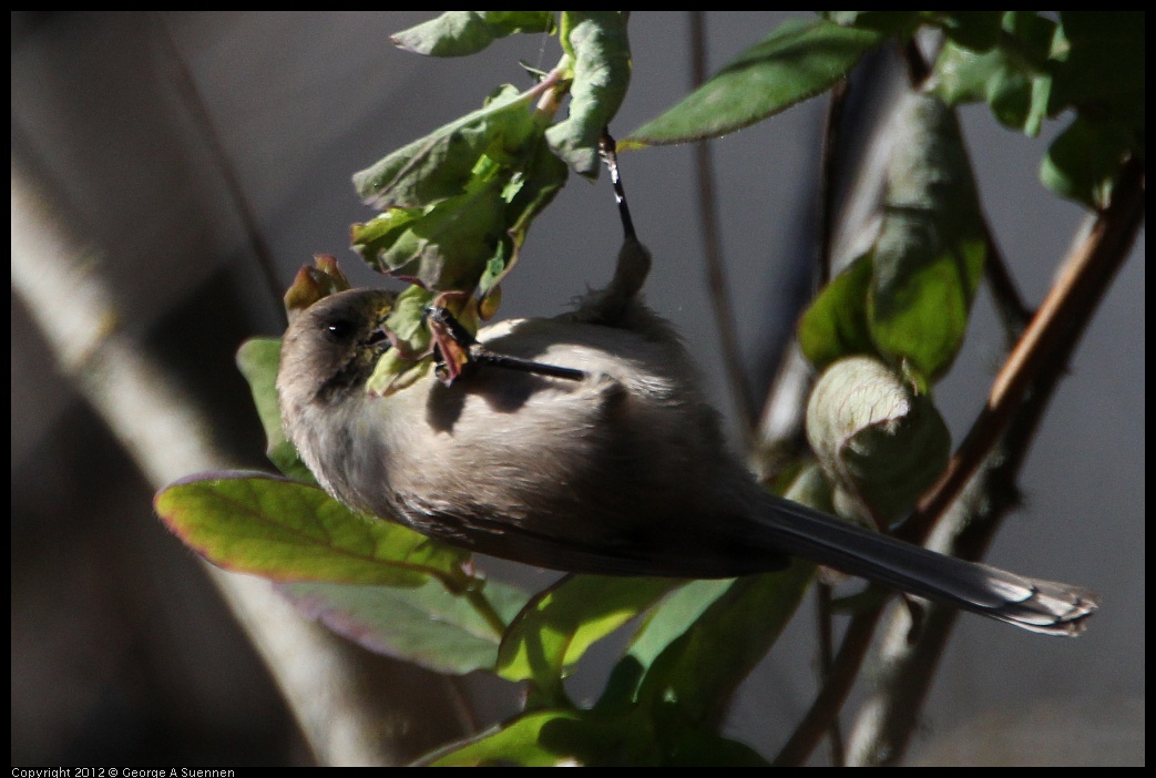 0204-140946-05.jpg - Bushtit