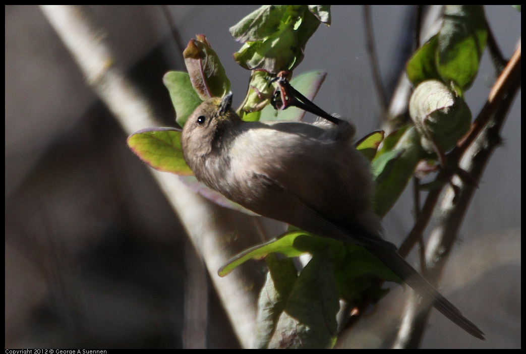 0204-140947-02.jpg - Bushtit