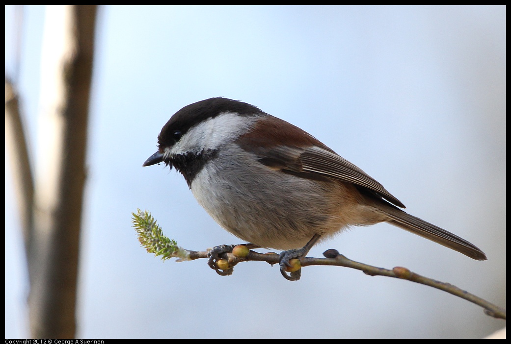 0204-141142-05.jpg - Chestnut-backed Chickadee