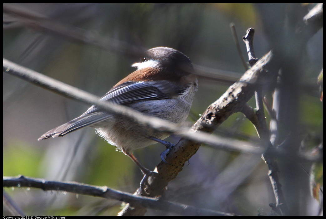 0204-141153-01.jpg - Chestnut-backed Chickadee