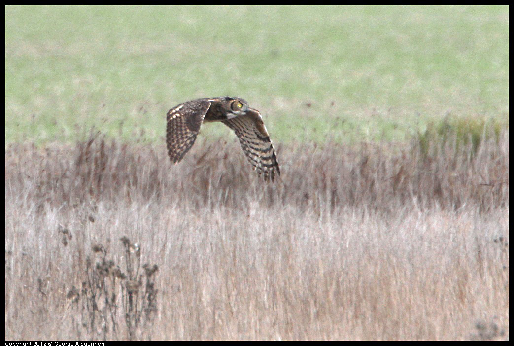 0210-101128-01.jpg - Great-horned Owl (?)