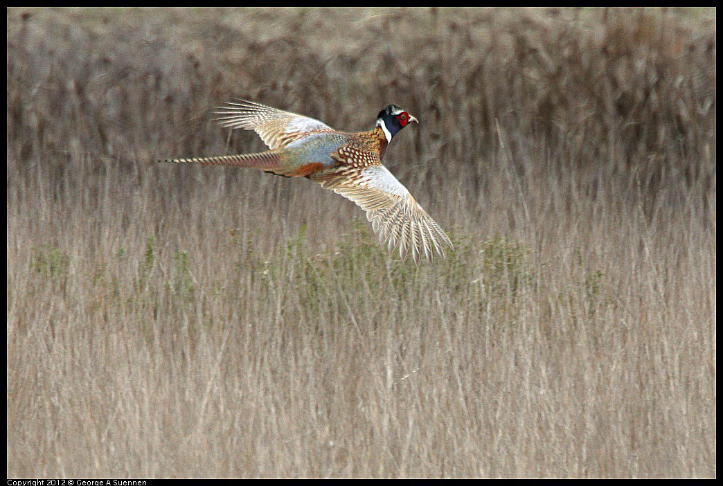 0210-102504-01.jpg - Ring-necked Pheasant