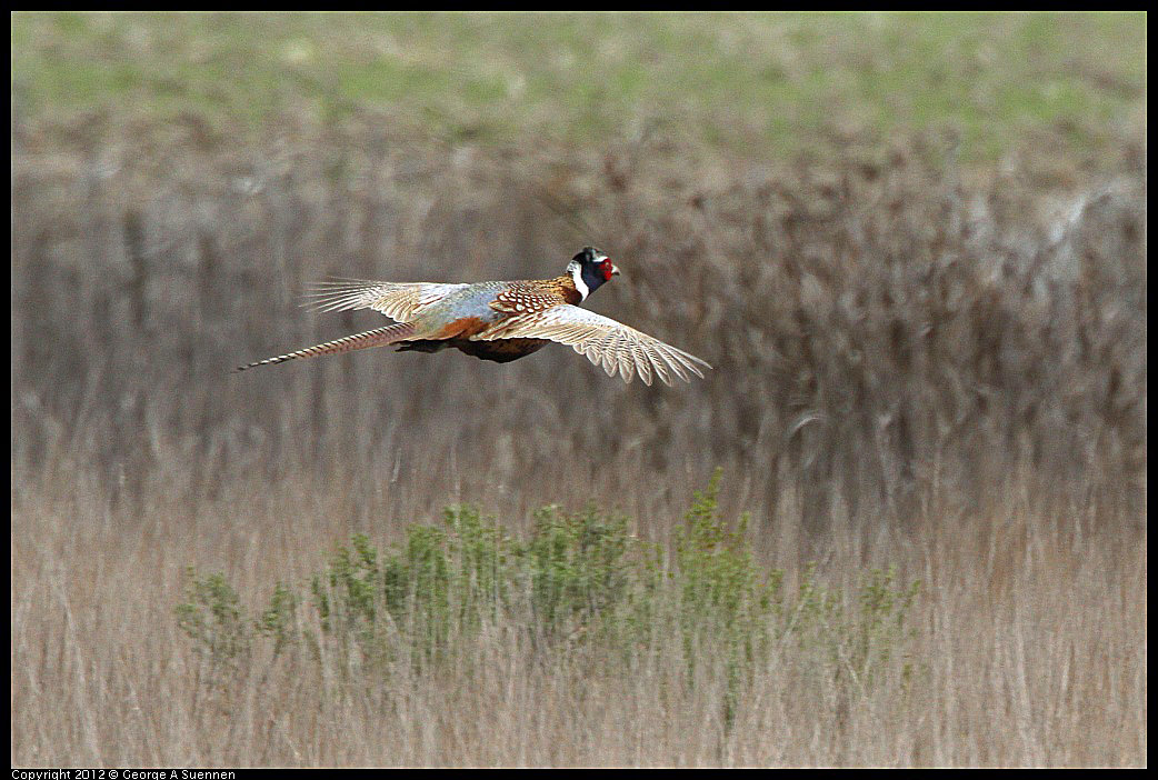 0210-102504-03.jpg - Ring-necked Pheasant