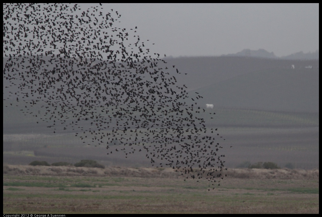 0210-103050-01.jpg - Red-winged Blackbirds