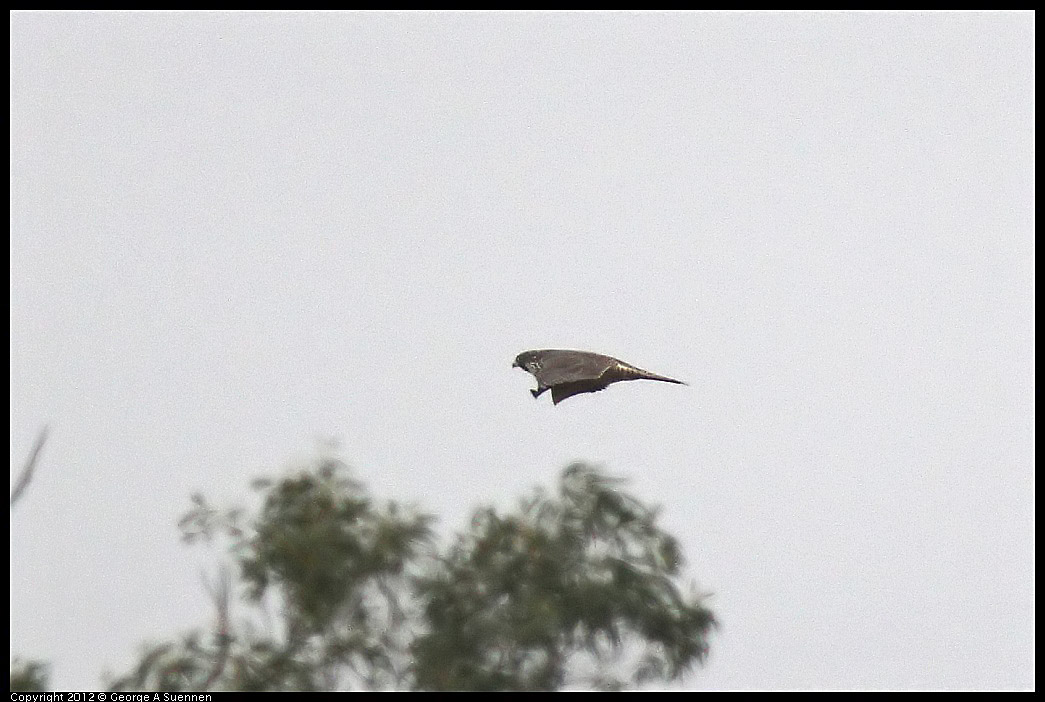 0210-105718-02.jpg - Peregrine Falcon