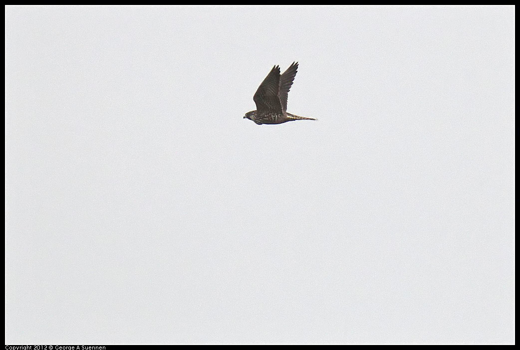 0210-105719-03.jpg - Peregrine Falcon