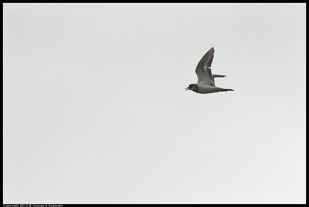 0210-110351-02.jpg - Kildeer