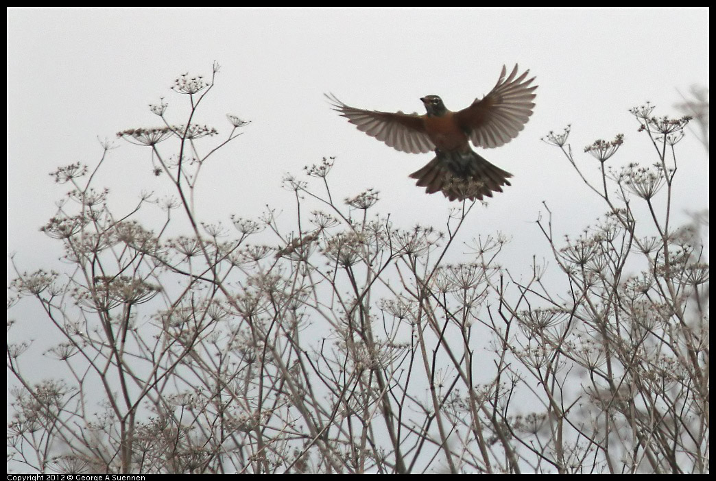 0210-110701-01.jpg - American Robin