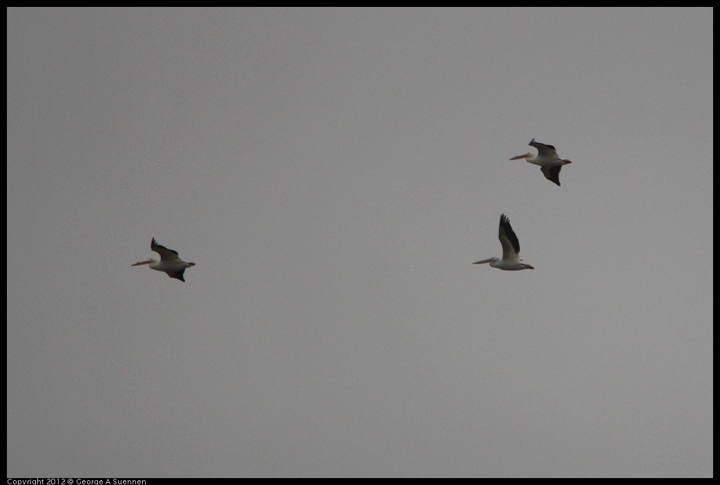 0210-110851-03.jpg - White Pelican