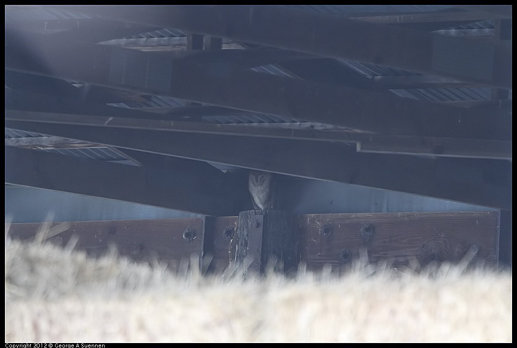 0210-111616-02.jpg - Barn Owl