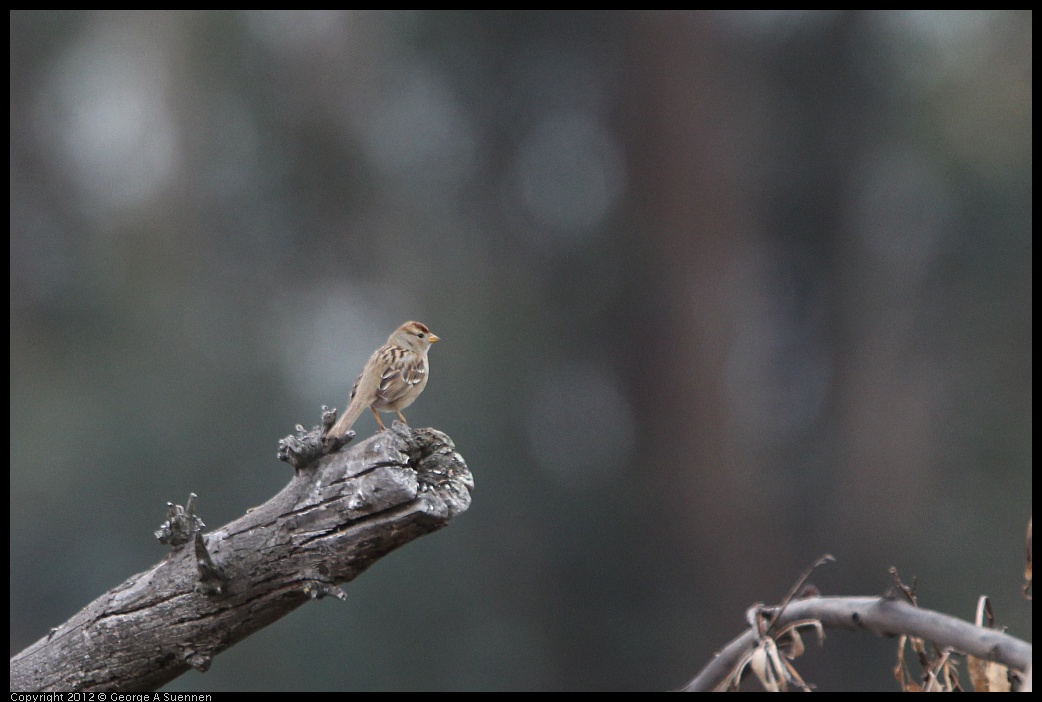 0210-113138-01.jpg - White-crowned Sparrow