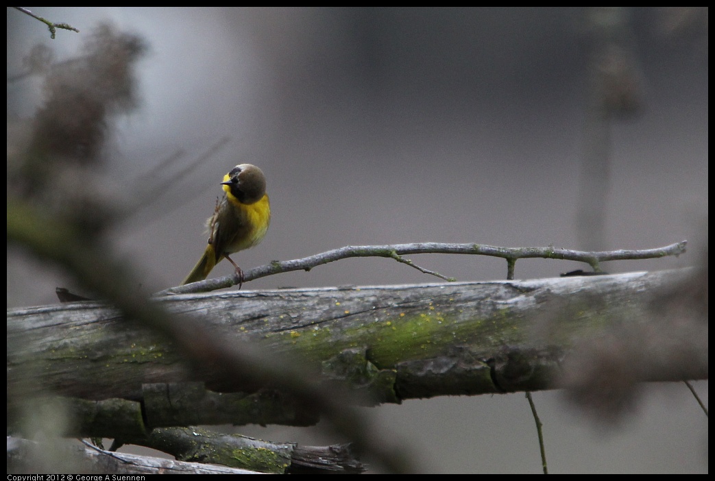 0210-113416-02.jpg - Common Yellowthroat