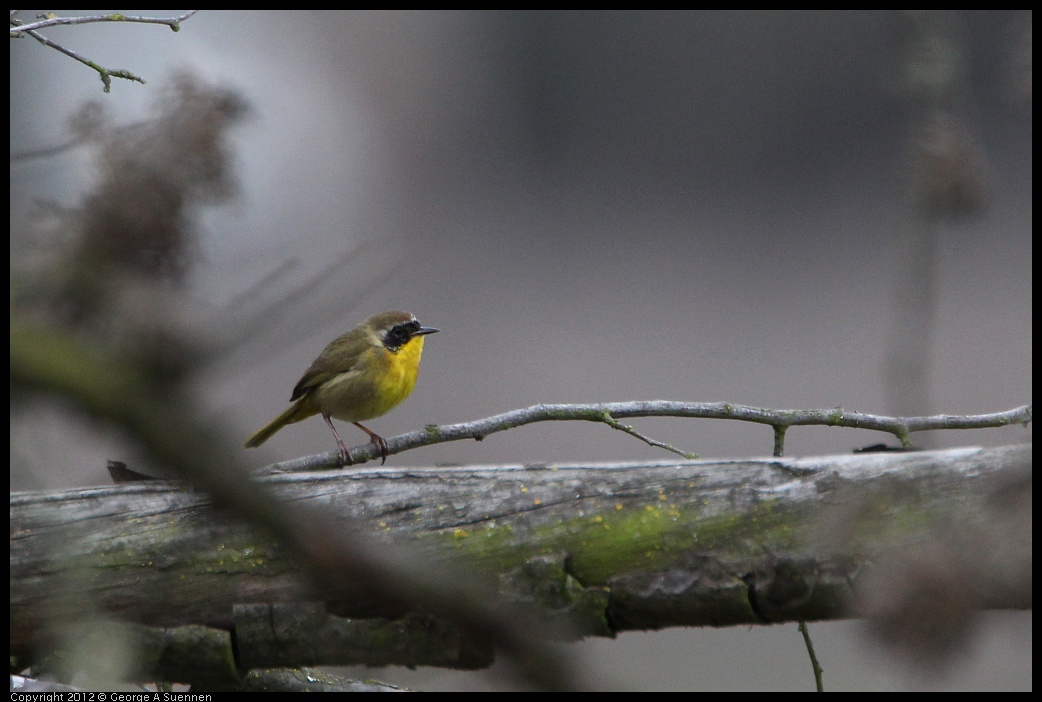 0210-113419-01.jpg - Common Yellowthroat