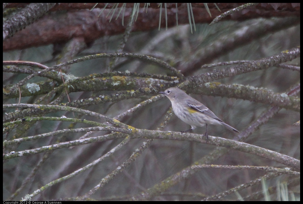 0210-113448-02.jpg - Yellow-rumped Warbler