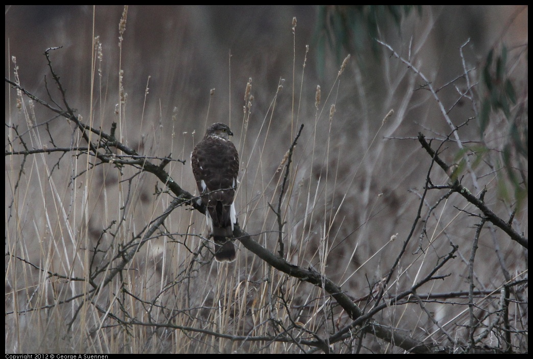 0210-113755-02.jpg - Cooper's Hawk