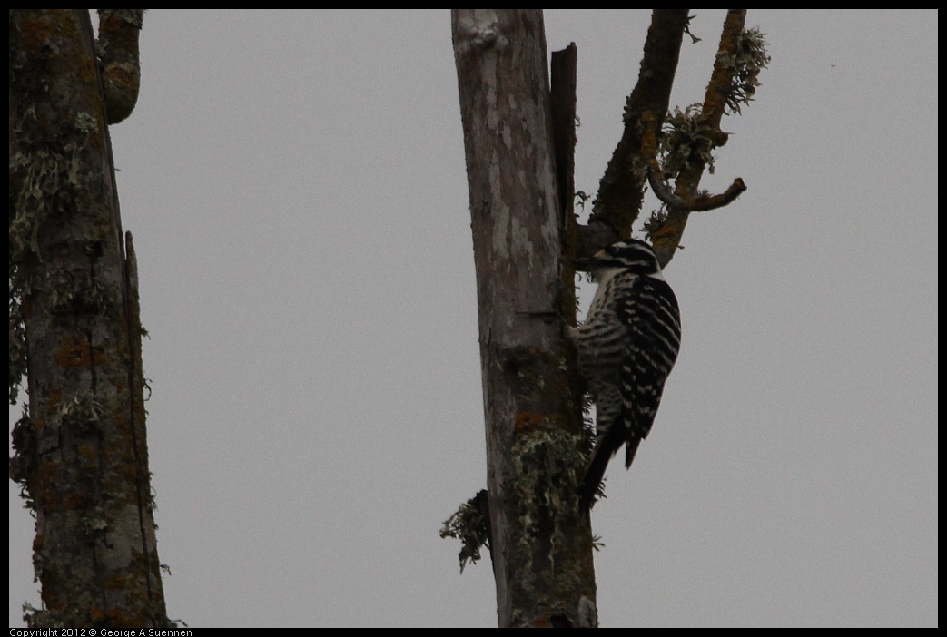 0210-114343-01.jpg - Nuttall's Woodpecker