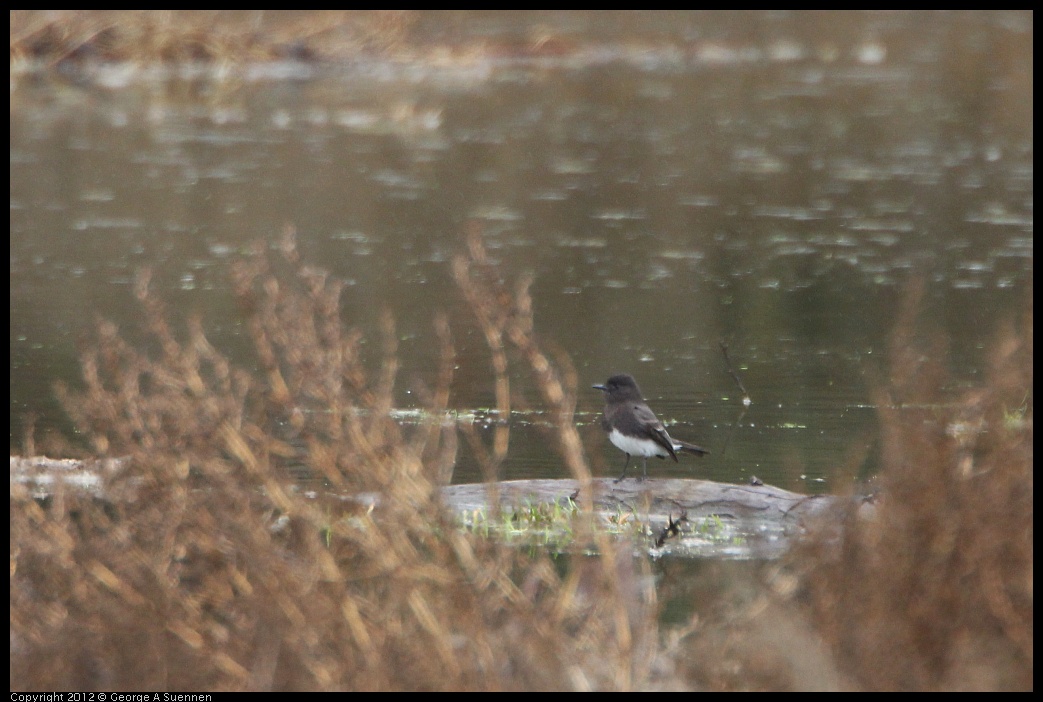 0210-114625-01.jpg - Black Phoebe