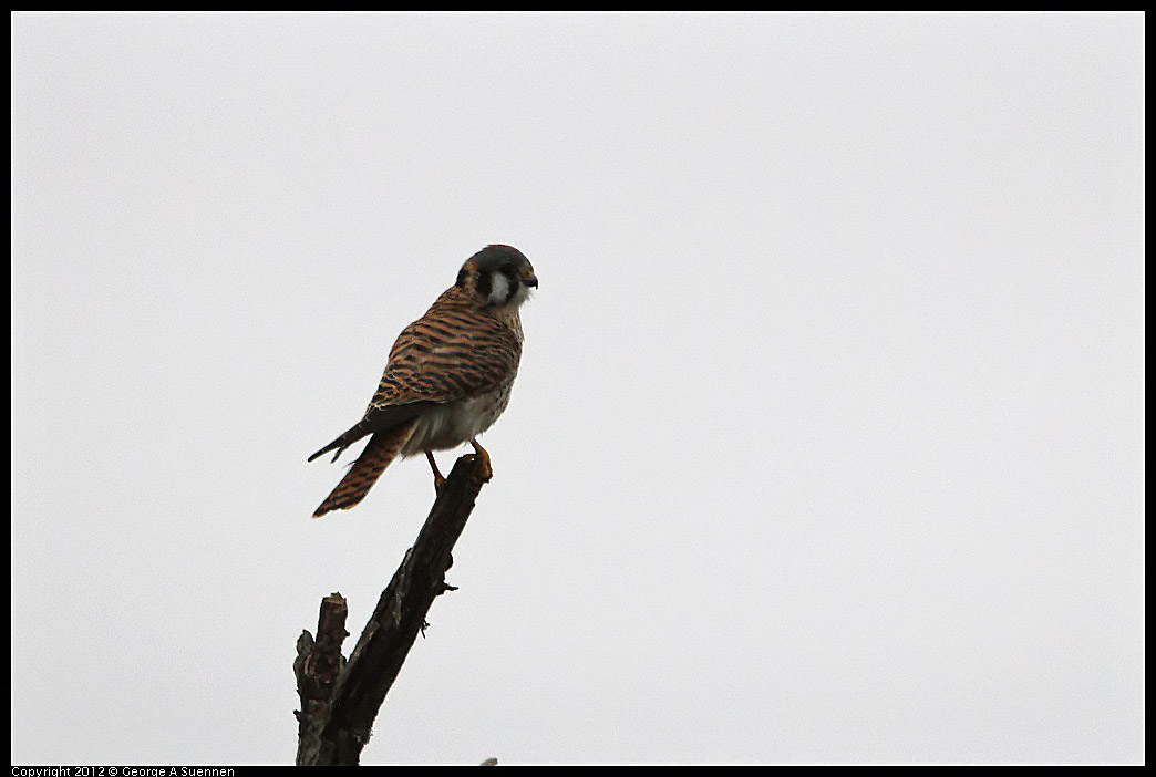 0210-114802-05.jpg - American Kestrel