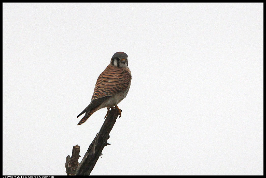 0210-114809-01.jpg - American Kestrel