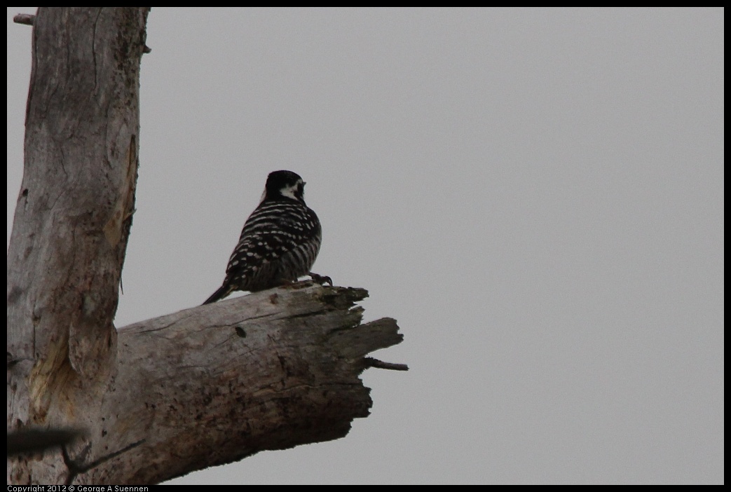 0210-114940-04.jpg - Nuttall's Woodpecker