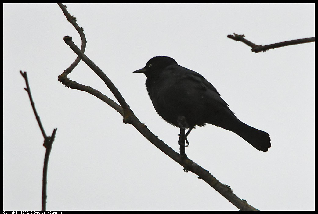 0210-115041-02.jpg - Brewer's Blackbird