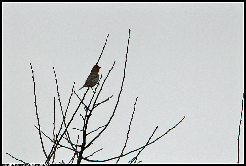 0210-115900-01.jpg - House Finch