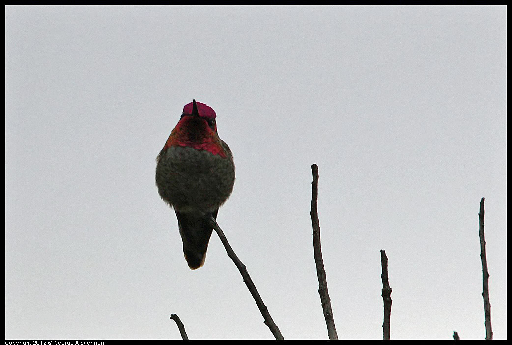 0210-120157-05.jpg - Anna's Hummingbird