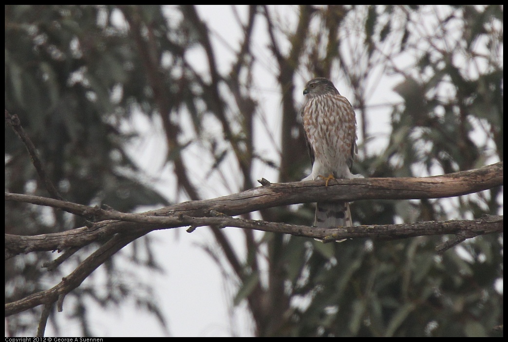 0210-120923-01.jpg - Cooper's Hawk