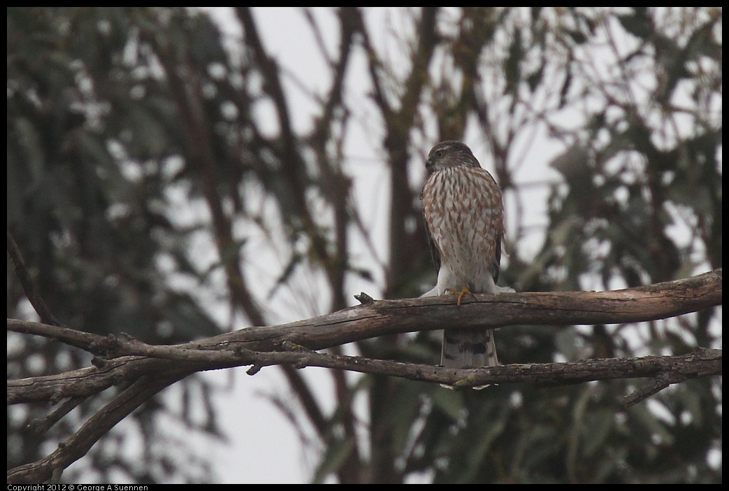 0210-120929-02.jpg - Cooper's Hawk