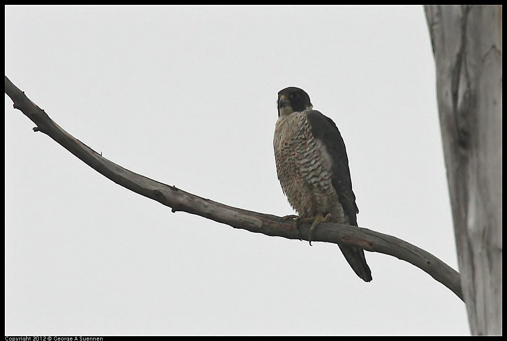 0210-120955-01.jpg - Peregrine Falcon