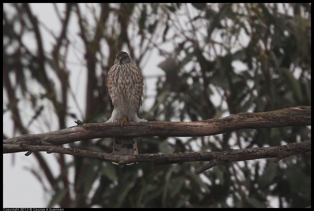 0210-121011-01.jpg - Cooper's Hawk