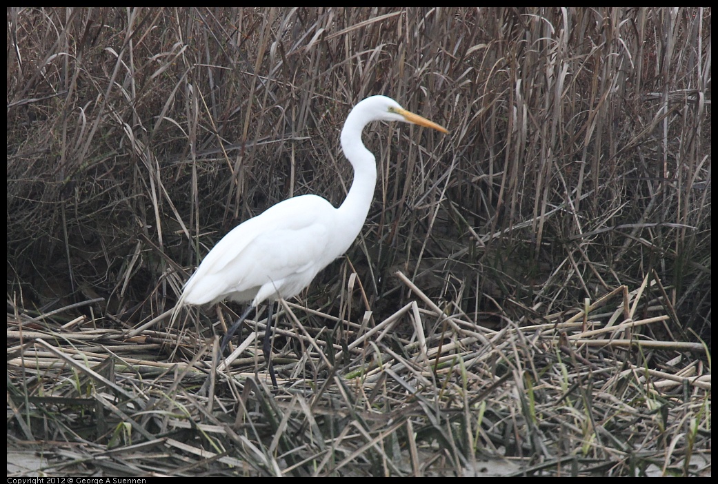 0210-121231-01.jpg - Great Egret