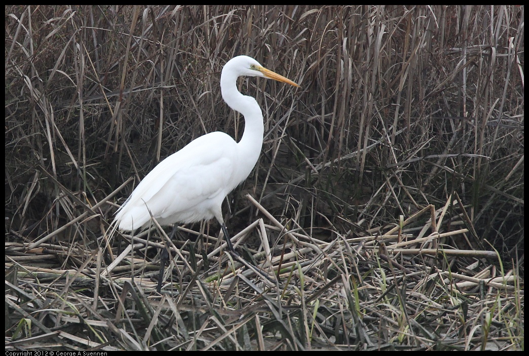 0210-121232-02.jpg - Great Egret