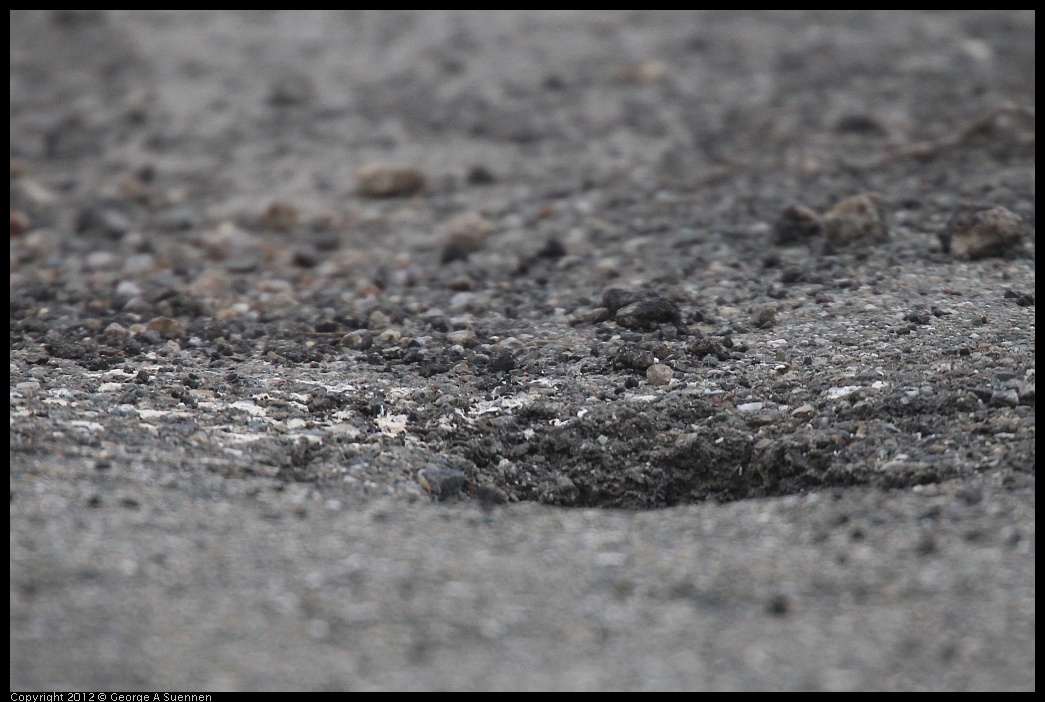 0210-123736-01.jpg - Burrowing Owl's Burrow