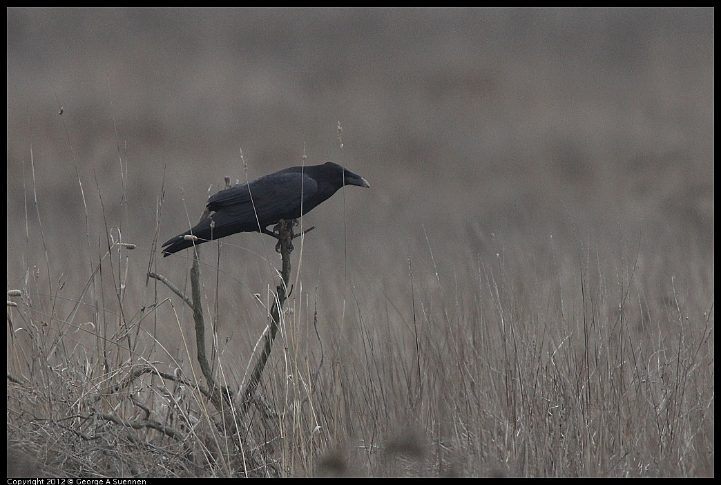 0210-125236-01.jpg - Common Raven