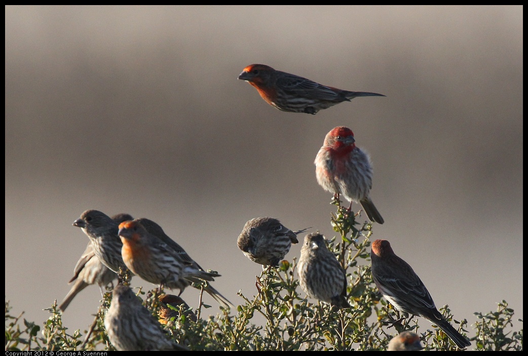 0211-162011-02.jpg - House Finch