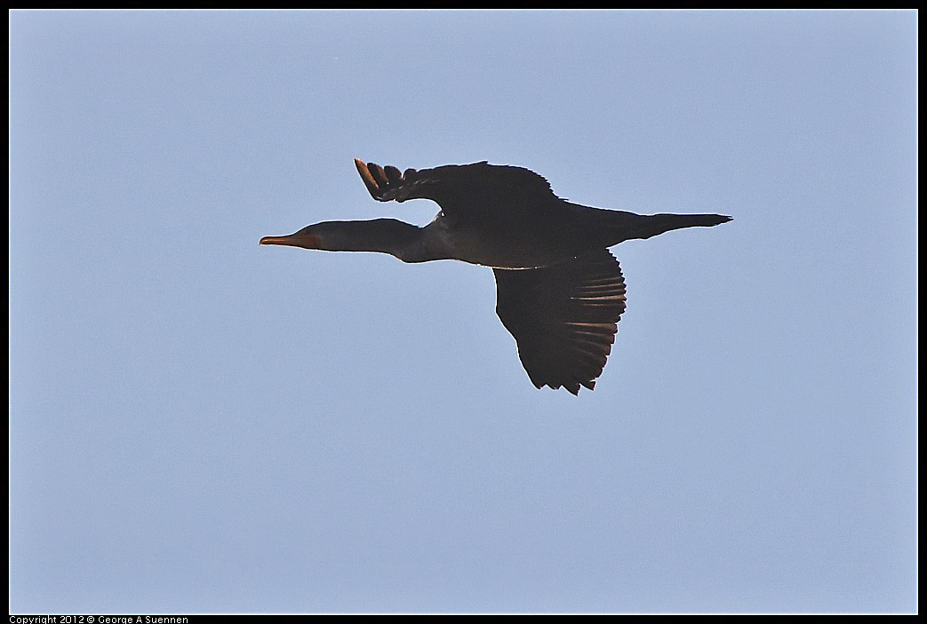 0211-162342-02.jpg - Double-crested Cormorant