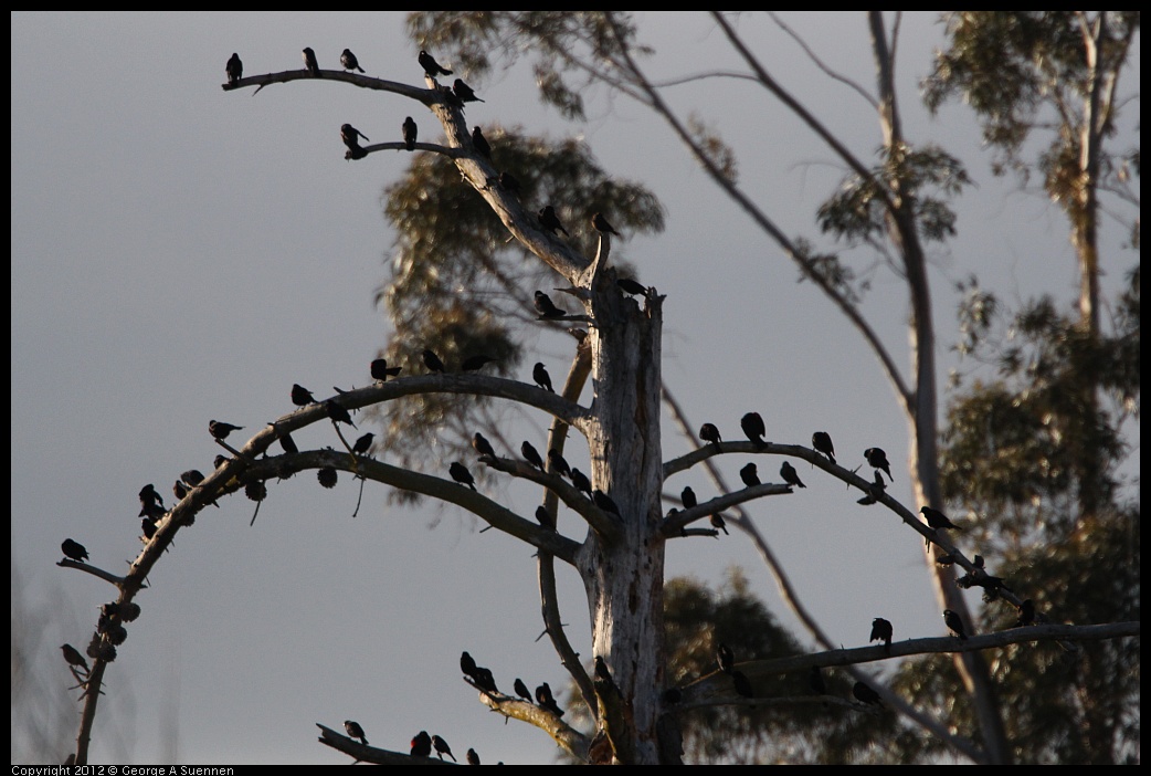 0211-163302-01.jpg - Red-winged Blackbirds