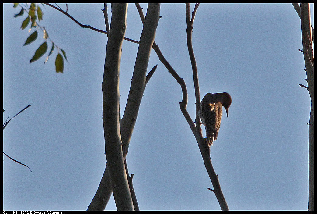 0211-163341-01.jpg - Northern Flicker