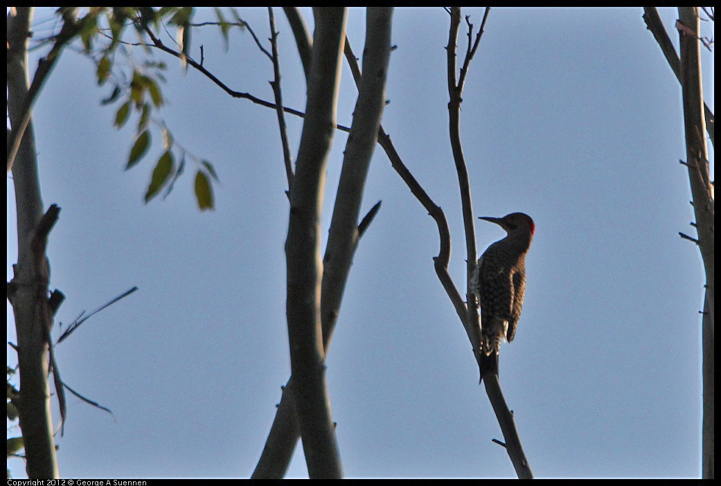 0211-163346-02.jpg - Northern Flicker