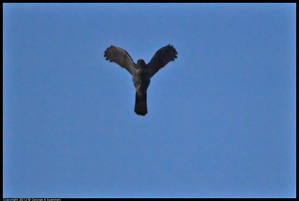 0211-180008-01.jpg - Cooper's Hawk in the dark