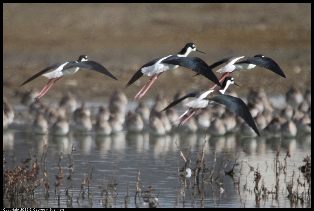 0212-134813-02.jpg - Black-necked Stilts